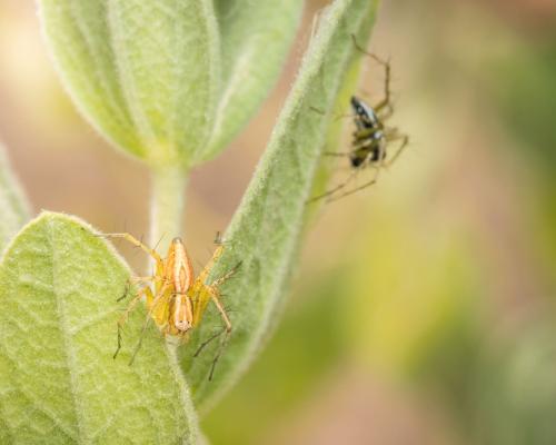 Oxyopes nigripalpis
